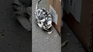 o gatinho na caixa