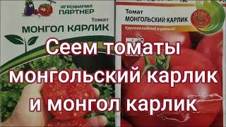 Сеем томаты монгол и монгольский карлик