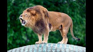 Two magnificient Barbary Lions roaring - [ King Of Beast Mode ]