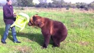 Russian bear play with man