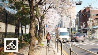 [4K] Morning Bike Ride | Cherry Blossom Bicycle Ride in Seoul | Anyangcheon to Gasan Station 아침라이딩