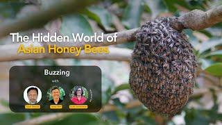 Buzzing Insights: A deep dive into the world of Asian honey bees | CWS Wildlife Chronicles Ep 59