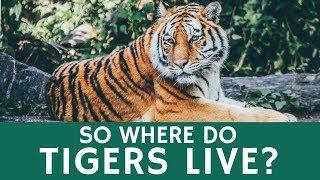 Where Do Tigers Live? Quick Facts about Tiger Species, Population and Habitat