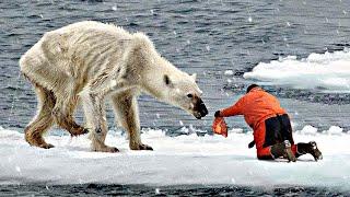 He Helps A Crying Polar Bear From Starving and You Won't Believe How He Thanks His Savior...