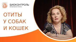  Отиты у собак и кошек: виды отитов, симптомы, диагностика и лечение. Отиты у собак и кошек. 18+