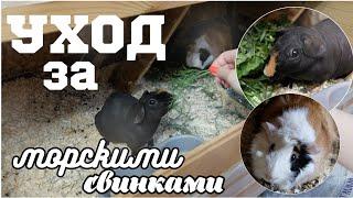 СОДЕРЖАНИЕ МОРСКИХ СВИНОК / УХОД ЗА СВИНКАМИ  / Что нужно для МОРСКОЙ свинки?