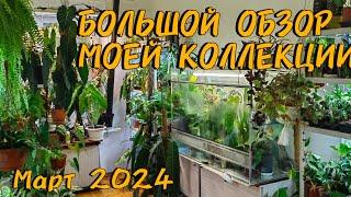 ОБЗОР МОКЙ КОЛЛЕКЦИИ РАСТЕНИЙ на конец марта 2024