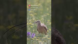 The Curlew's Cry: A Haunting Melody