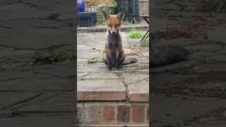 CUTE FOX WANTS TO PLAY BUT VERY SLEEPY