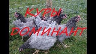 Вся правда куры Доминант//Начало...