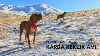 KARLI DAĞLARDA KINALI KEKLİK AVIİNGİLİZ POİNTER AV KÖPEĞİ İLE KARDA KEKLİK AVIPARTRİDGE HUNT