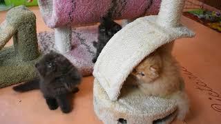 So Sweet - Iris's All Chocolate 6 Week Old Persian Kittens