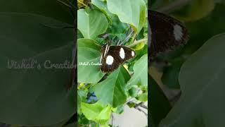 Danaid eggfly#butterfly#Maine Payal hai chhankai song# Falguni Pathak#youtube#shorts