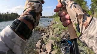 Fly fishing the Bow River Golden Stonefly hatch