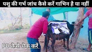 पशुओं का गर्भ जांच (PD) कैसे करें || Pregnency Diagnosis Animal || how to check animal PD