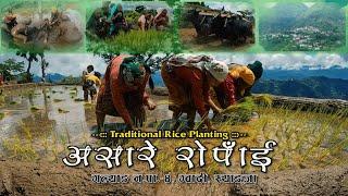 Ashare Ropai | असारे रोपाँई | Traditional Rice Planting Festival | Gwadi, Syangja | Yayavar