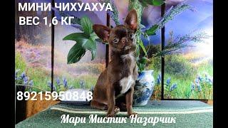 #чихуахуа МИНИ вес 1,6 кг Назарчик ЖДЁТ Вас #купитьчихуахуа 89215950848 #продам_щенка_чихуа