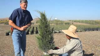 How to Trim Bushes Into Shapes : How to Care for Shrubs