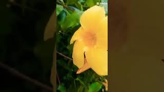 Wildflower #wildlife #shortsyoutube