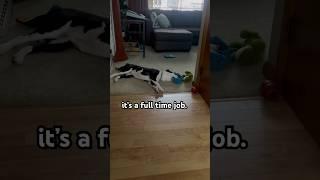  you would NOT understand.  #doginfluencer #petinfluencer #dogmodel