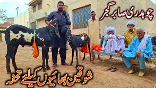 CH SABAR GUJJAR FAMOUS GOAT FARMER AMRITSERY BEETAL BREED GOATS