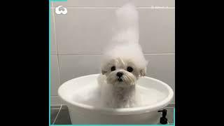 Adorable Maltese Dog Has A Head Full Of Soap Suds