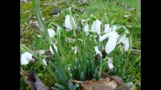 first flowers / первые цветы / pirmosios geles