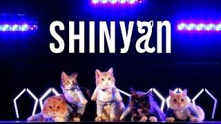 SHINyan - 「君のせいで for cat」 Music Video