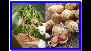 ЭКСПЕРИМЕНТ С ВЫРАЩИВАНИЕМ АРАХИСА ЗАВЕРШЕН.THE EXPERIMENT WITH GROWING PEANUTS IS COMPLETED