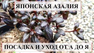 Японская АЗАЛИЯ посадка и уход  от А до Я | ВСЕ ЧТО НУЖНО ЗНАТЬ О ПОСАДКЕ АЗАЛИИ