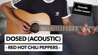 Dosed - Red Hot Chili Peppers // Acoustic Guitar Lesson (+ Solo)