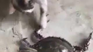 CAT vs CRAB