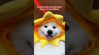 GOOD MORNING ️ #funny #dogshorts #pets #tiktok #cutedog #samoyed #cute #shirothebuddy