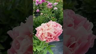 Пион Kayleigh Ann #пионы #пионкейлиэнн #цветы #flowers #peony