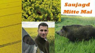 Saujagd von Mitte Mai bis Juni