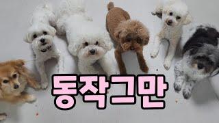 기다려 훈련, 애견훈련사는 이렇게 합니다. 기다려 훈련 꿀팁!!