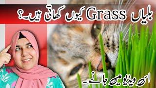 "Unraveling the Mystery: Why Cats Eat Grass | The Surprising Benefits Revealed!"