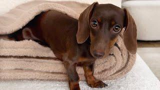 Family Diary- Dachshund puppy goes to grandma's birthday.