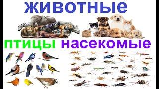 Russian for beginners: names of animals, birds and insects.