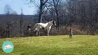 Giant Horse Can't Wait To Meet This Little Boy | Cuddle Buddies