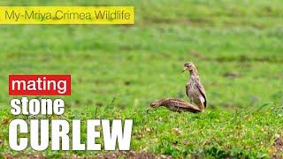 Eurasian stone curlew mating.  (Burhinus oedicnemus)