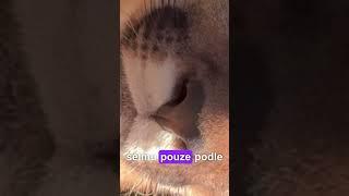 Poznáte šelmu pouze podle čenichu? #hádanka #kočky