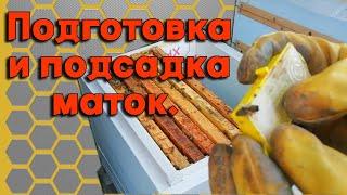 Подсадка плодных маток. Безрасплодный отводок.