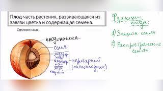 Строение и функции плода