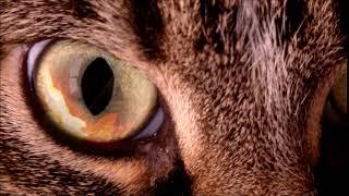 Fiery Cat Eyes Closeup