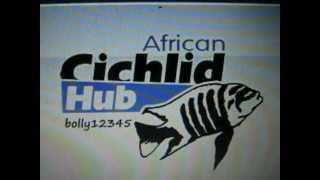 African Cichlid Hub
