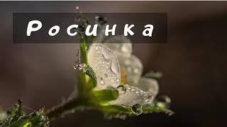 Росинка...