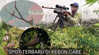 Hunting tekukur di kebon cabe