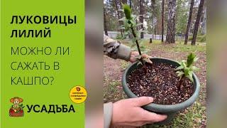 Луковицы Лилий. Можно ли сажать в кашпо? Наш летний эксперимент.