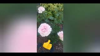 Роза Чандос Бьюти Чайно-гибридная роза Chandos Beauty Harkness 2005 г
